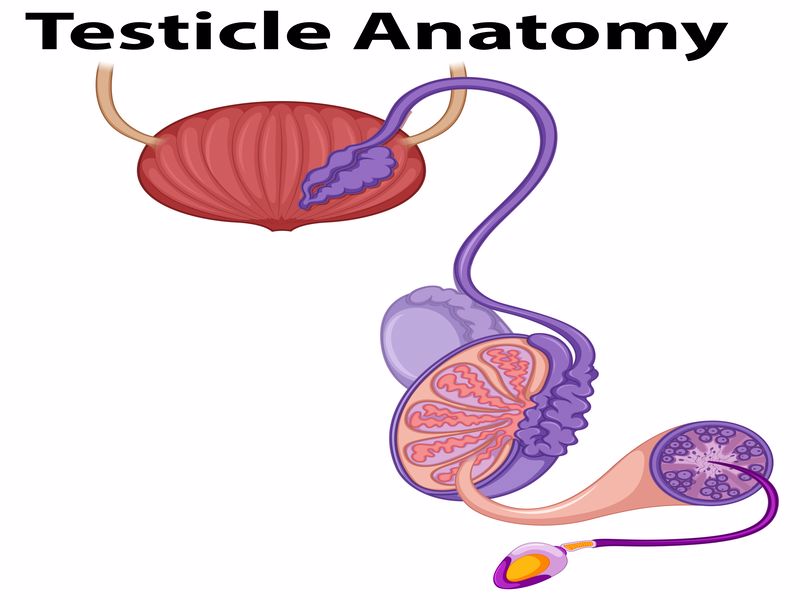 sperm-neyden-olusur