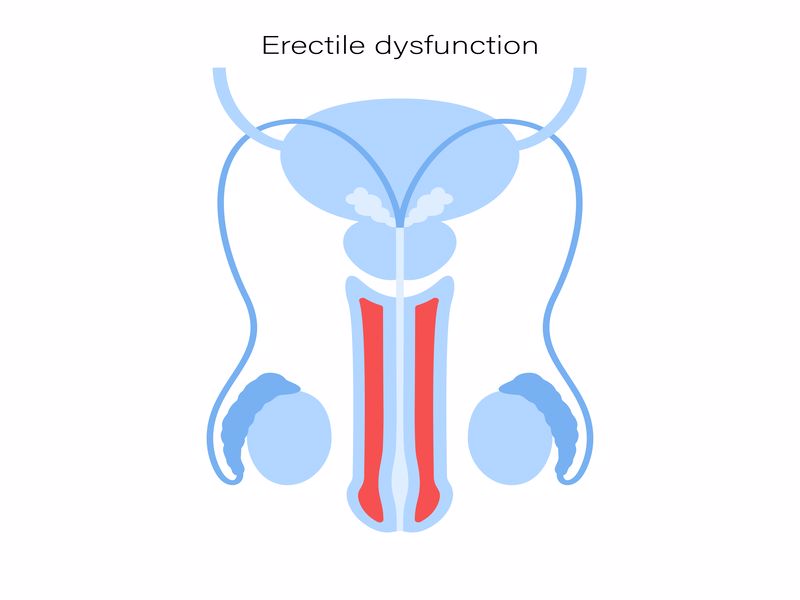 testis-nedir