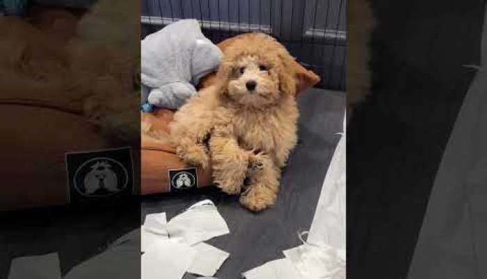 video,paylaşım,kameralı telefon,videofon,ücretsiz,yükleme